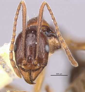Media type: image;   Entomology 20598 Aspect: head frontal